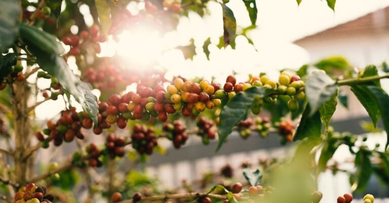 Tips For Better Brewing Of Delicious Coffee