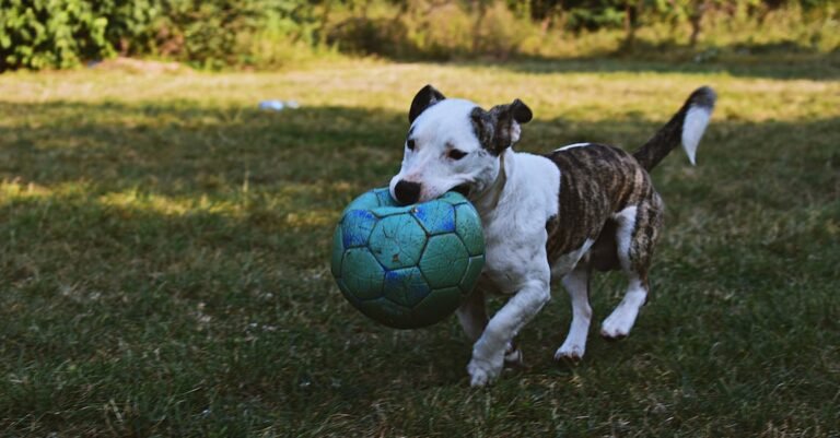 Don’t Know Much About Soccer? You Will!